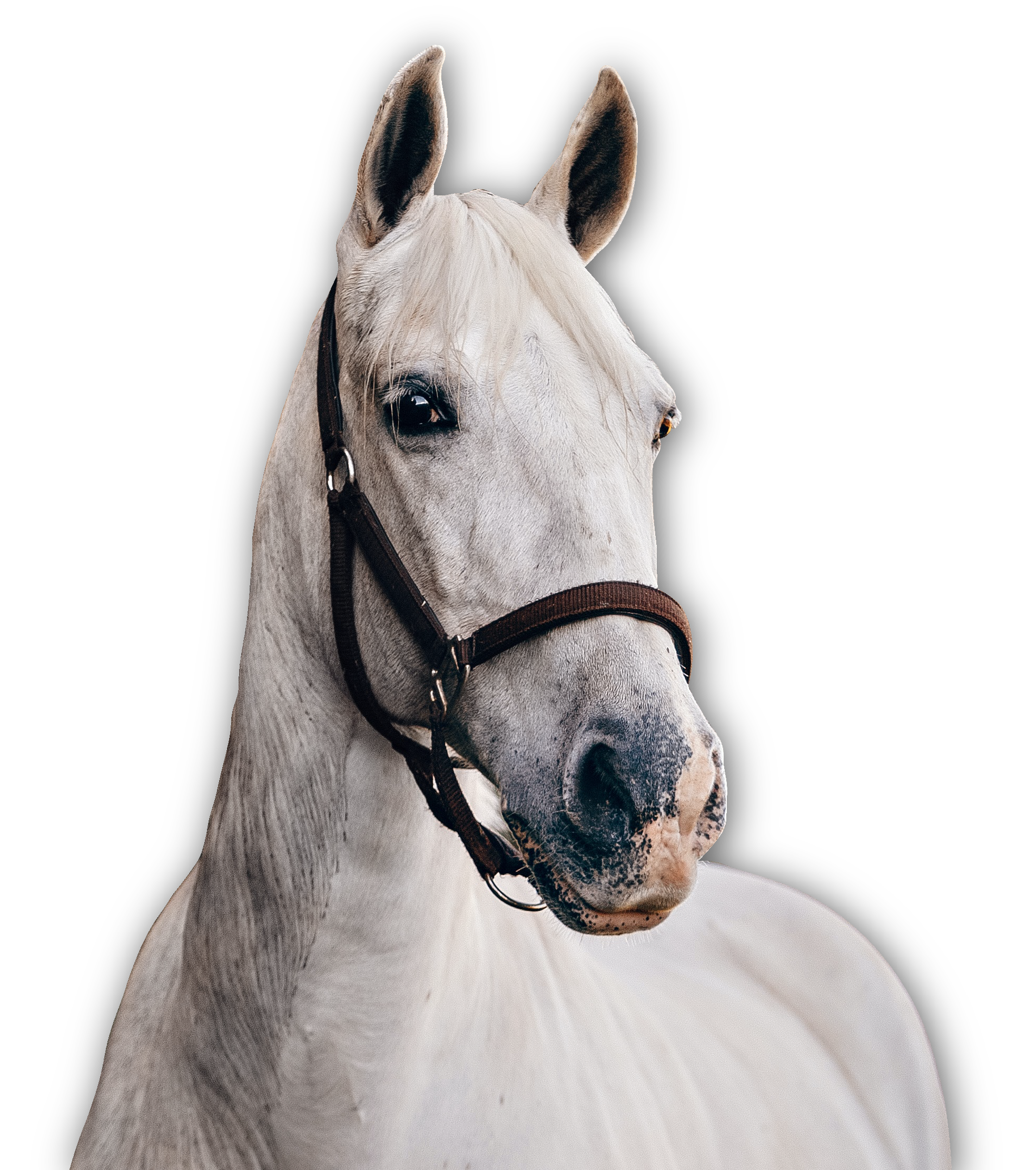 horse2 nkc equestrian