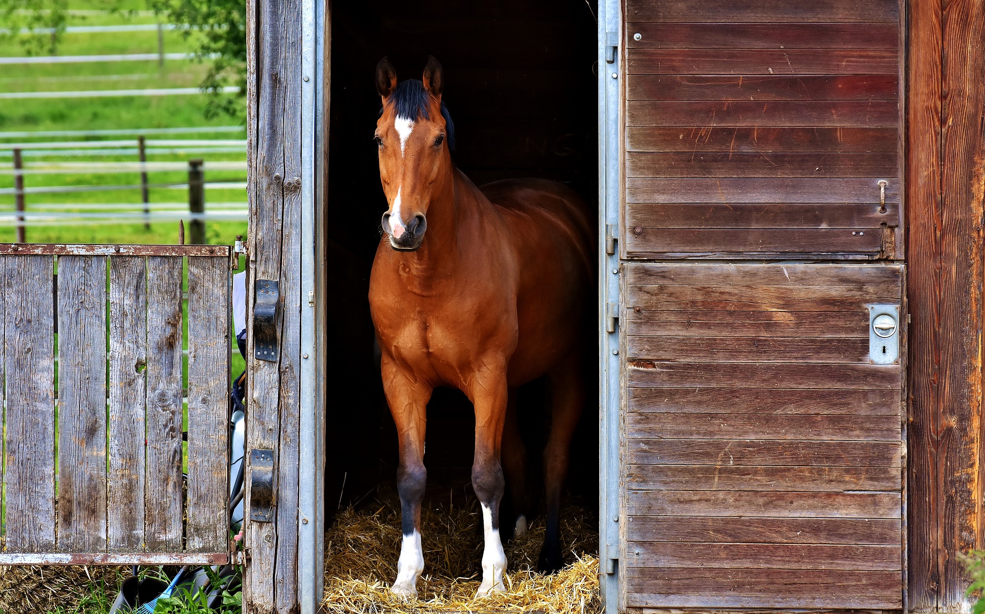 horse-2776880_1920 nkc equestrian courses