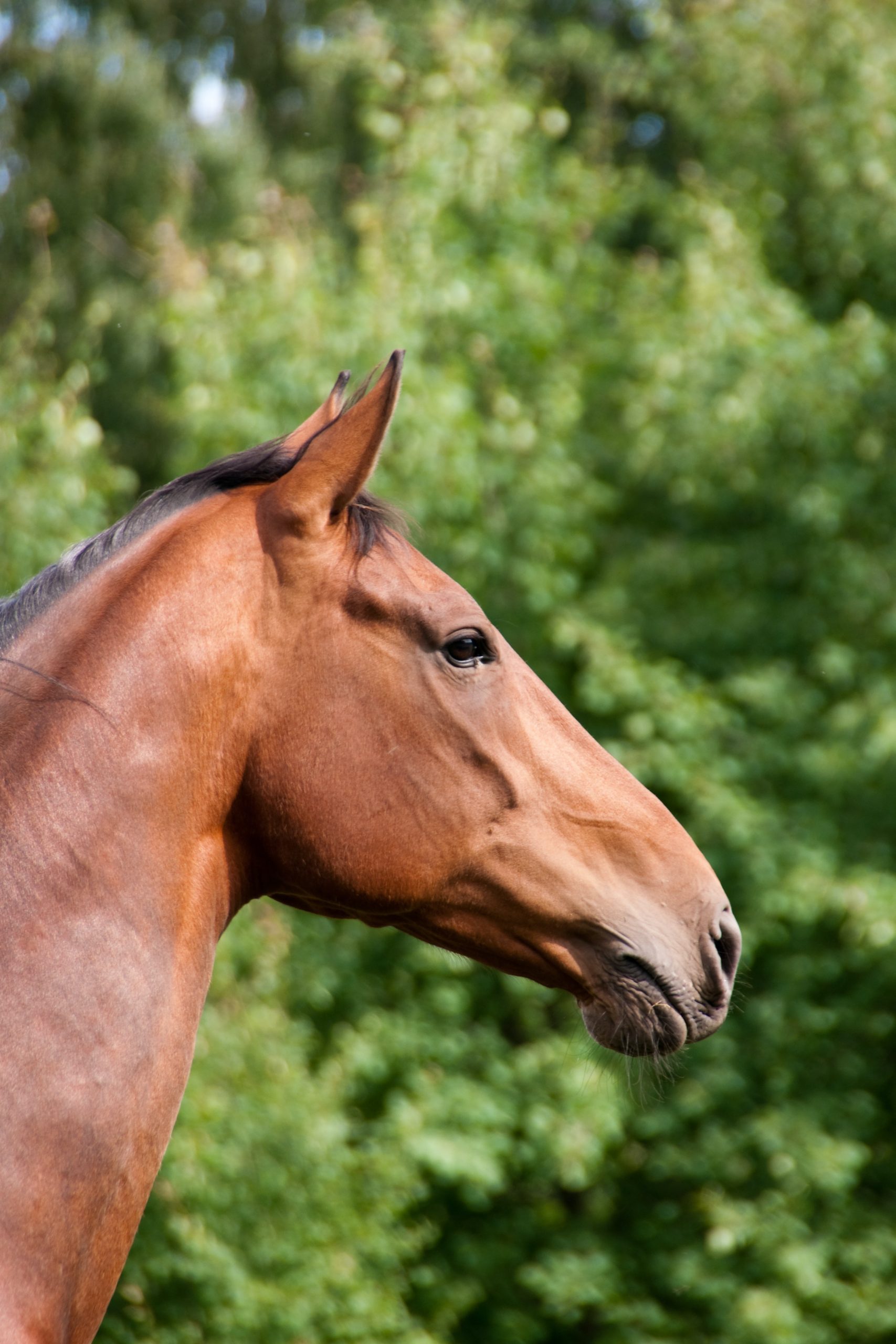 pexels-jose-almeida-2649932 equine first aid course part 2