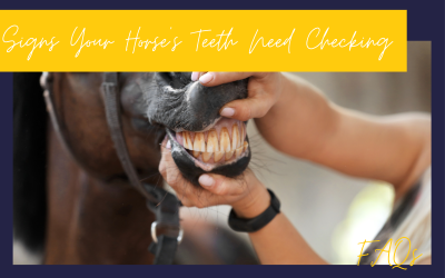 Signs Your Horse’s Teeth Need Checking